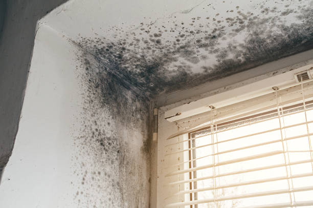 Affordable Basement Mold Removal solutions in Riverdale, NJ