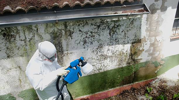 Top rated local Basement Mold Removal specialists in Riverdale, NJ